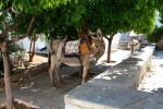 Donkey in Hydra, Greece