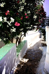 Flowers on Hydra, Greece